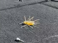 Geecrack ImoKemushi 40 Floating Soft Plastic Grub - 1.5 Inches