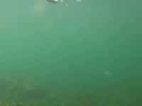 Core Tackle Scamper Rig