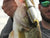 Strike King Hog Father Jr. Swimbait - 7 Inch