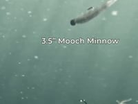 Rapala Crush City Mooch Minnow - 4.5 Inch