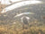 Berkley Swamp Lord Jr. Hollow Body Frog - 2.25 Inch