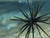 Hag's Baits Prickly Pear - 19mm