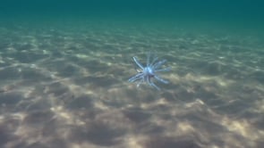 Yamamoto Baits Uni HD Urchin - 13mm