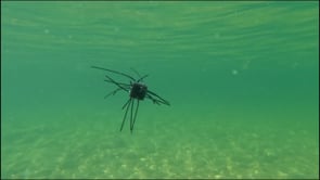 Xzone GBO 13mm - 4 Pack