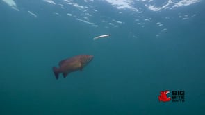 Big Bite Baits Spotlight Minnow - 4.25 Inch