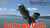 Geecrack Bellows Gill Floating Elastomer Soft Plastic Creature Bait - 2.8 Inch