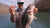 Rapala Crush City Mayor Swimbait - 3.5 Inch