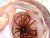 Hag's Baits Prickly Pear - 19mm