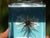Hideup Coike 13mm Soft Plastic Urchin - 1 Pack
