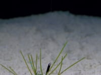 Xzone GBO 13mm - 4 Pack