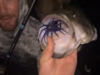 Queen Tackle Porcupine Ball DeadCenter - 15mm