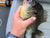 Queen Tackle Porcupine Ball Baby - 8mm