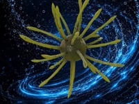 Yamamoto Baits Uni HD Urchin - 13mm