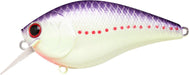 Purple Perch