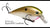 Strike King KVD 4.0 Magnum Shallow Squarebill Crankbait