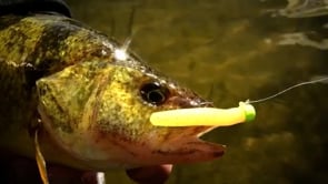 Jimmy L on Instagram: Check out how easy it is to cast the  @zmanfishingproducts Shad FryZ Swimbait on their new Shad HeadZ 1/16th Oz  Jig head on a Bait Finesse reel! Pretty