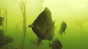 13 Fishing Bernie Panfish Creature Bait - 6 Pack