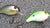 Bandit 100 Series Shallow Diving Crankbait