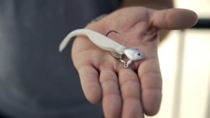 Fish Head Spin Underspin Jig
