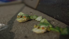 LIVETARGET Ultimate Frog Stride Bait — Discount Tackle