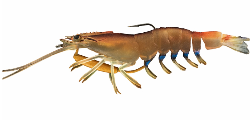 Chasebaits Flick Prawn Soft Shrimp-Imitating Lure