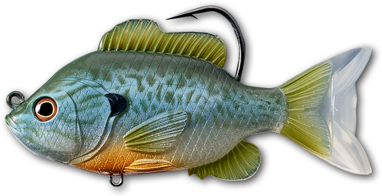 Sunfish Freshwater Bait