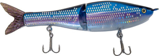 American Shad